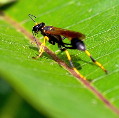 Black and Yellow Mud Dauber
Sceliphron caementarium Black and Yellow Mud Dauber
Sceliphron caementarium